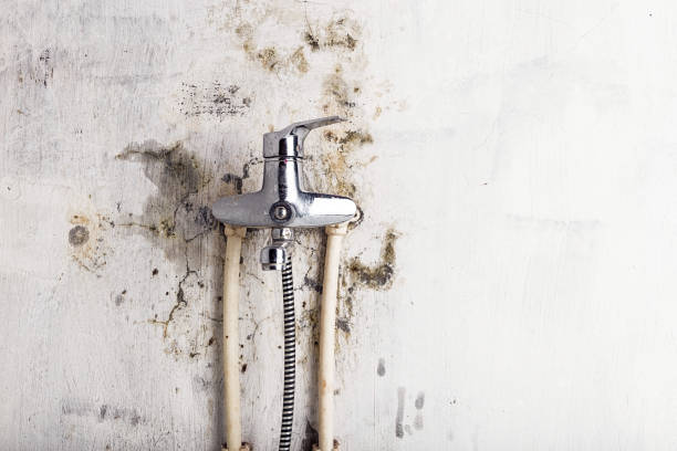 Best Mold Removal Company Near Me  in East Glenville, NY