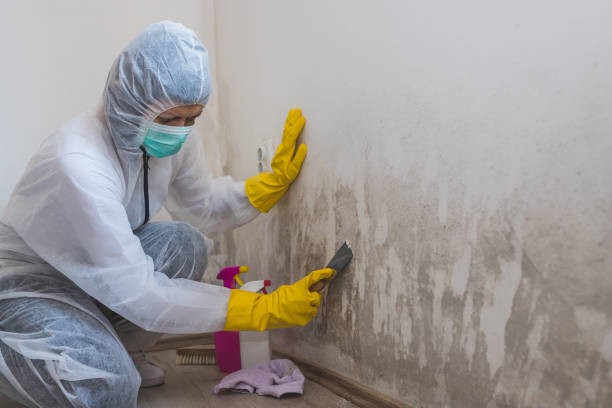 Best Residential Mold Removal  in East Glenville, NY