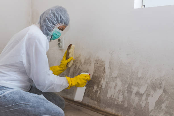 Best Commercial Mold Removal  in East Glenville, NY