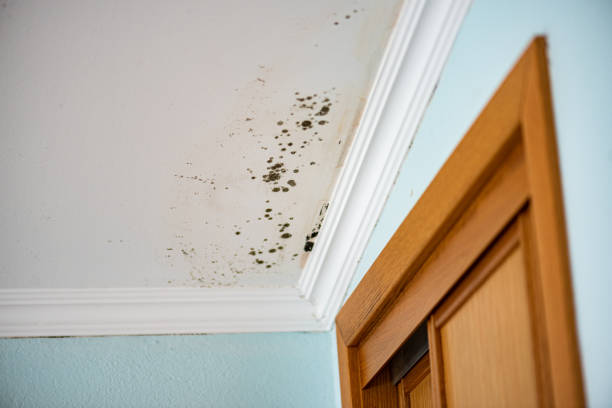Mold Removal Process in East Glenville, NY