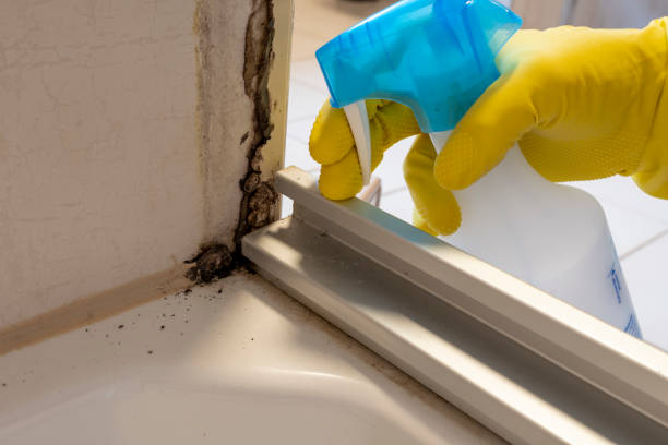 Best Same-Day Mold Removal  in East Glenville, NY