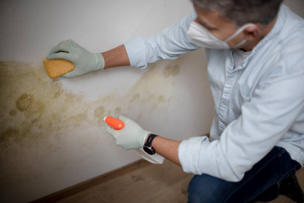 Best Mold Cleaning Services  in East Glenville, NY