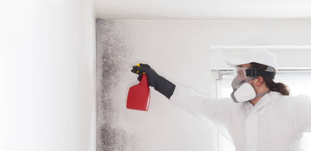 Best Mold Remediation  in East Glenville, NY