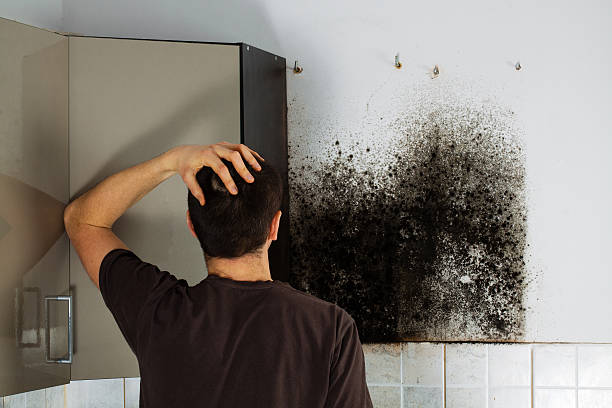 Best Mold Removal Company Near Me  in East Glenville, NY