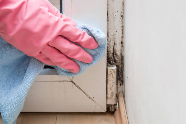 Best Mold Damage Repair  in East Glenville, NY