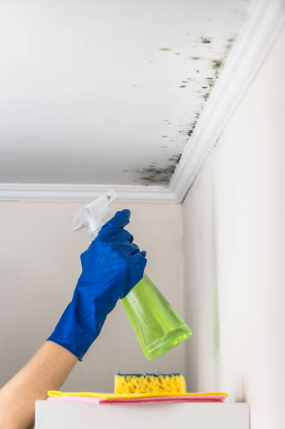 Crawl Space Mold Removal in East Glenville, NY