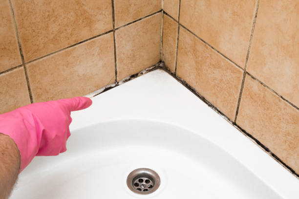 Best Mold Removal Specialists  in East Glenville, NY
