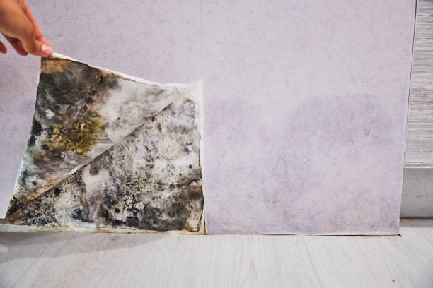 Best Mold Remediation Services  in East Glenville, NY